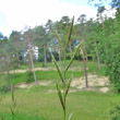 Blütenfoto Brachypodium pinnatum