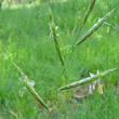 Portraitfoto Brachypodium pinnatum