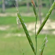 Foto von Besonderheit Brachypodium pinnatum