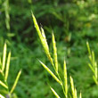 Blütenfoto Brachypodium rupestre