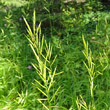 Portraitfoto Brachypodium rupestre