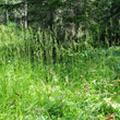 Habitusfoto Brachypodium rupestre