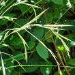 Portraitfoto Brachypodium sylvaticum