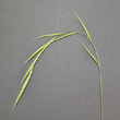 Blütenfoto Brachypodium sylvaticum