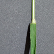 Foto von Besonderheit Brachypodium sylvaticum