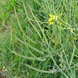 Fruchtfoto Brassica napus