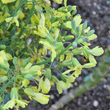 Foto Kelch Brassica oleracea
