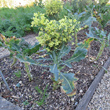 Habitusfoto Brassica oleracea