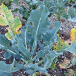 Blätterfoto Brassica oleracea