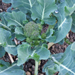 Foto von Besonderheit Brassica oleracea