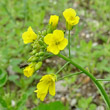 Blütenfoto Brassica rapa