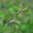 Portraitfoto Bromus erectus