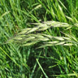 Portraitfoto Bromus hordeaceus