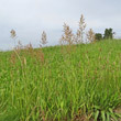 Habitusfoto Bromus inermis