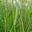 Blätterfoto Bromus inermis