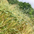Portraitfoto Bromus secalinus
