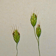 Blütenfoto Bromus secalinus