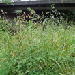 Habitusfoto Bromus secalinus