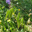 Portraitfoto Bromus squarrosus