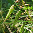 Blütenfoto Bromus squarrosus