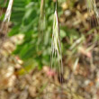 Blütenfoto Bromus sterilis