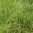 Habitusfoto Bromus sterilis