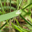 Blätterfoto Bromus sterilis