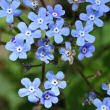 Portraitfoto Brunnera macrophylla