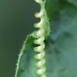 Foto von Besonderheit Bryonia dioica