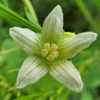 Portraitfoto Bryonia dioica