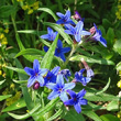 Portraitfoto Buglossoides purpurocaerulea