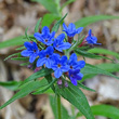 Blütenfoto Buglossoides purpurocaerulea