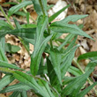 Blätterfoto Buglossoides purpurocaerulea