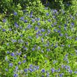 Foto von Besonderheit Buglossoides purpurocaerulea