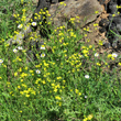 Habitusfoto Bunias erucago