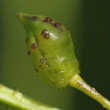 Fruchtfoto Bunias orientalis