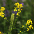 Blütenfoto Bunias orientalis