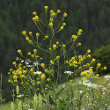 Habitusfoto Bunias orientalis