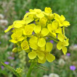 Portraitfoto Bunias orientalis