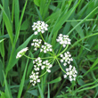 Portraitfoto Bunium bulbocastanum