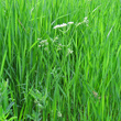 Habitusfoto Bunium bulbocastanum