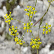 Portraitfoto Bupleurum falcatum