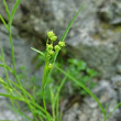 Portraitfoto Bupleurum falcatum subsp. cernuum