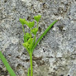 Blütenfoto Bupleurum falcatum subsp. cernuum