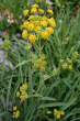 Habitusfoto Bupleurum ranunculoides