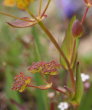 Stängel-/Stammfoto Bupleurum ranunculoides