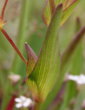 Foto von Besonderheit Bupleurum ranunculoides