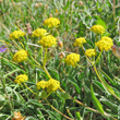 Portraitfoto Bupleurum ranunculoides subsp.caricinum