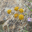 Blütenfoto Bupleurum ranunculoides subsp.caricinum