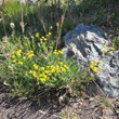 Habitusfoto Bupleurum ranunculoides subsp.caricinum